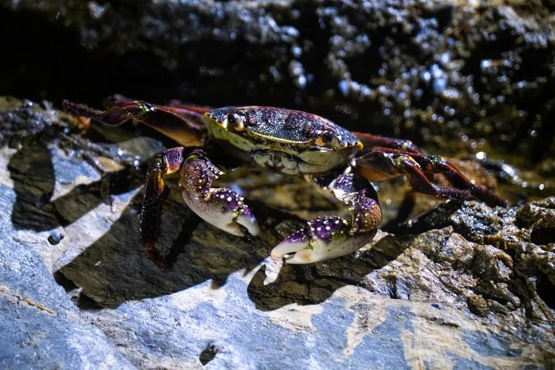 Ascendente em Cancer — significado, personalidade e características