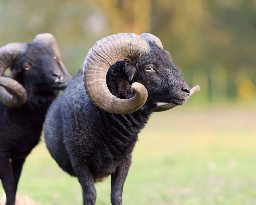 Ascendente em Virgem: significado, personalidade e como afeta amor e trabalho Ascendente em Virgem — significado, personalidade e características