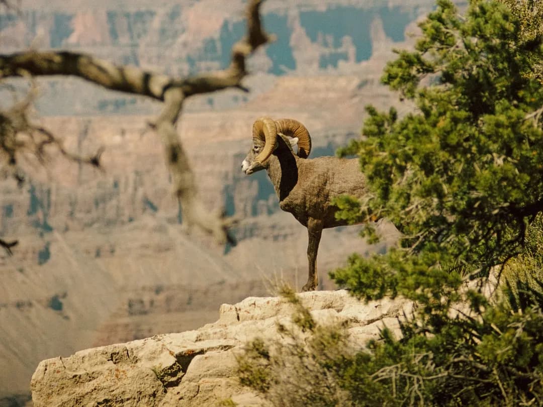 Ascendente em Capricórnio: significado, personalidade e como afeta amor e trabalho Ascendente em Capricórnio — significado, personalidade e características