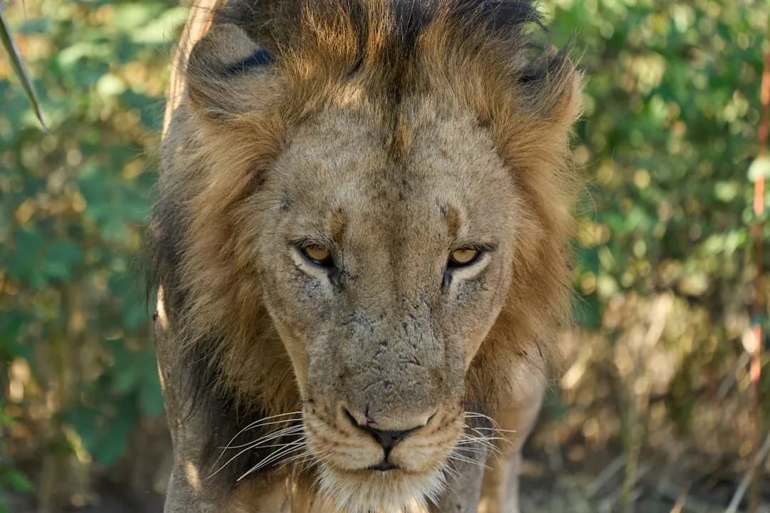 Ascendente em Leão: significado, personalidade e como afeta amor e trabalho Ascendente em Leão — significado, personalidade e características