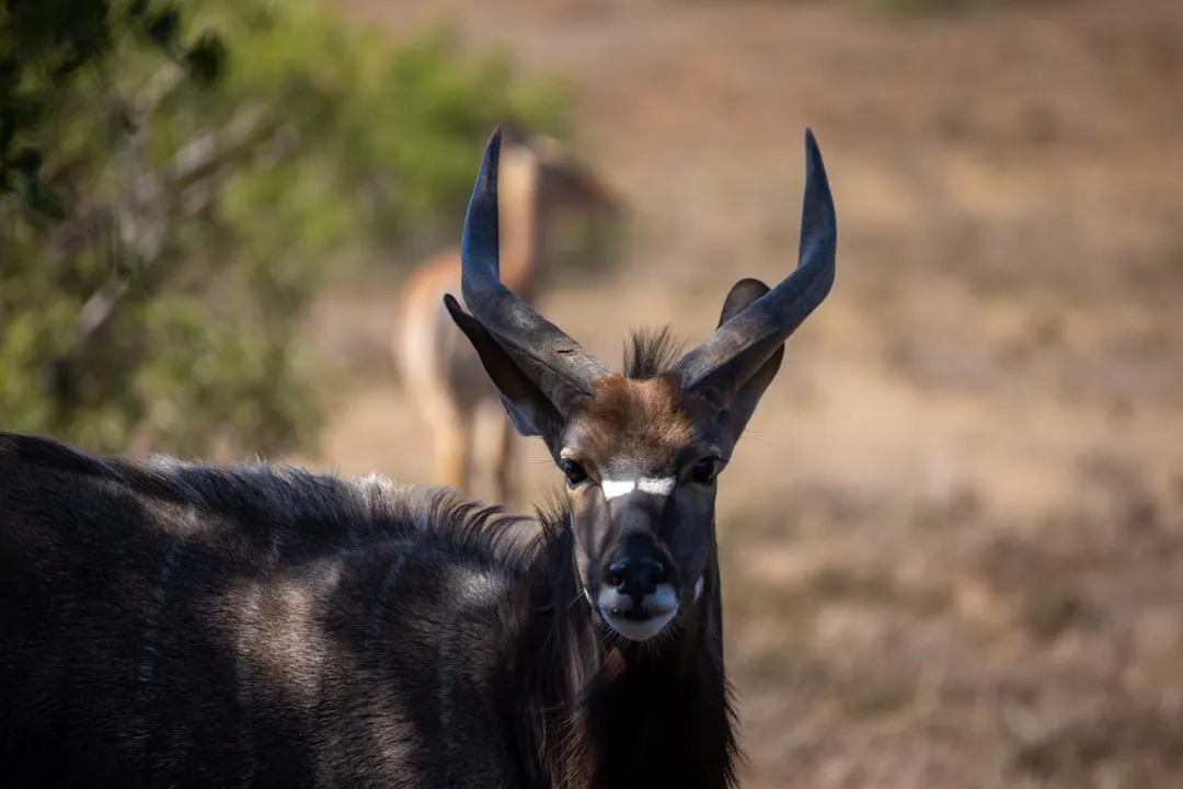 Ascendente em Touro: significado, personalidade e como afeta amor e trabalho Ascendente em Touro — significado, personalidade e características